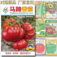约100粒马蹄番茄种籽 高发芽率 大果牛排番茄籽 老品种菊花西红柿