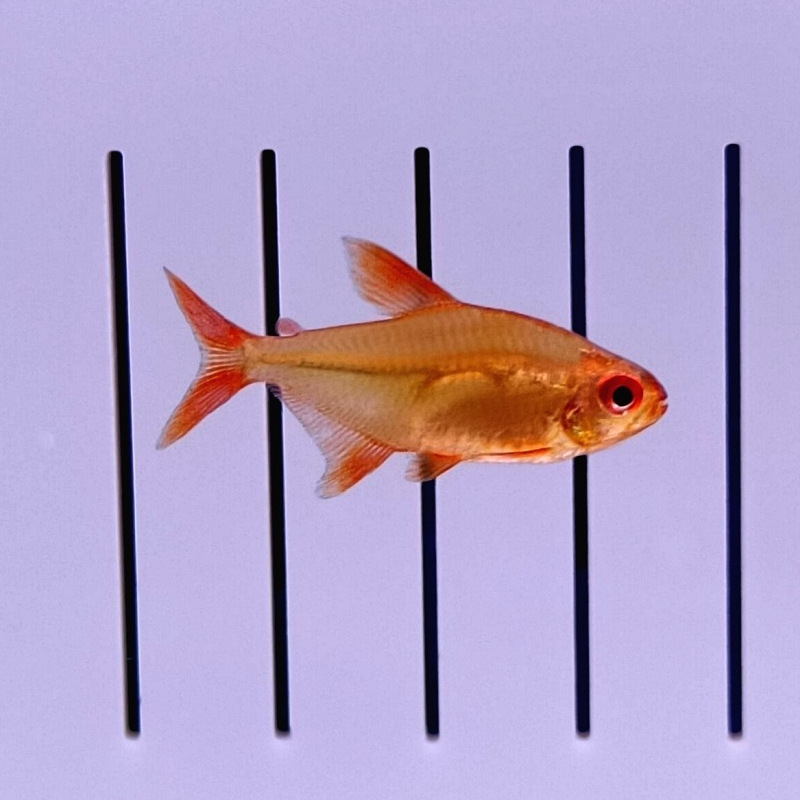 f1甜心柠檬灯鱼热带观赏鱼水草缸群游活体鱼南美温和上海渔场批发