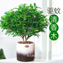 清香木绿植盆栽驱蚊花卉室内植物胡椒木老桩盆景九里香味净化空气