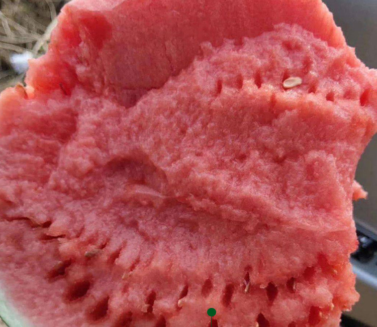 盈优麒麟84-24西瓜种子盈优冰糖脆西瓜种籽早熟粉红肉西瓜籽批发