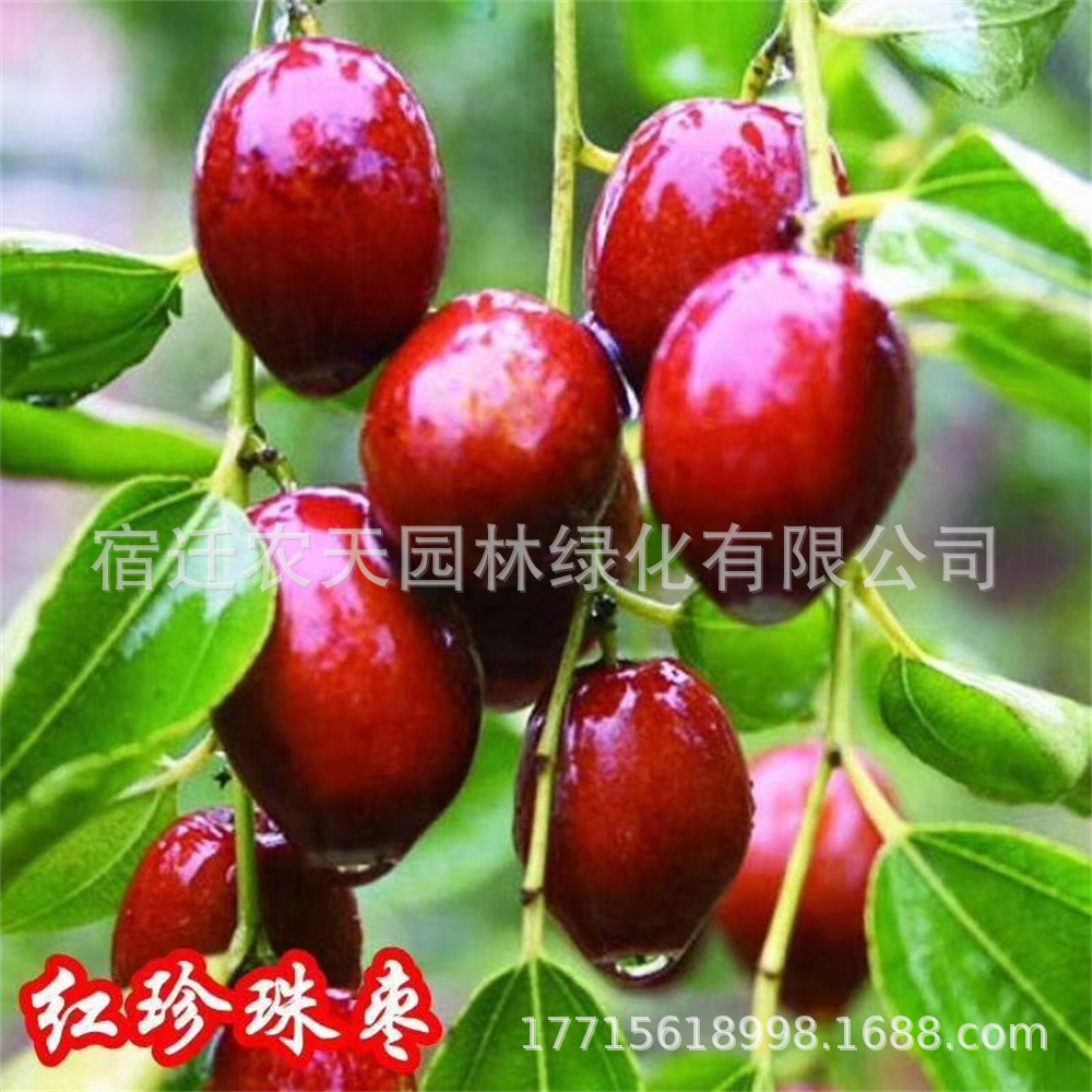 红珍珠葫芦枣树活苗大枣超甜葫芦枣树苗南方北方种植庭院果树果苗