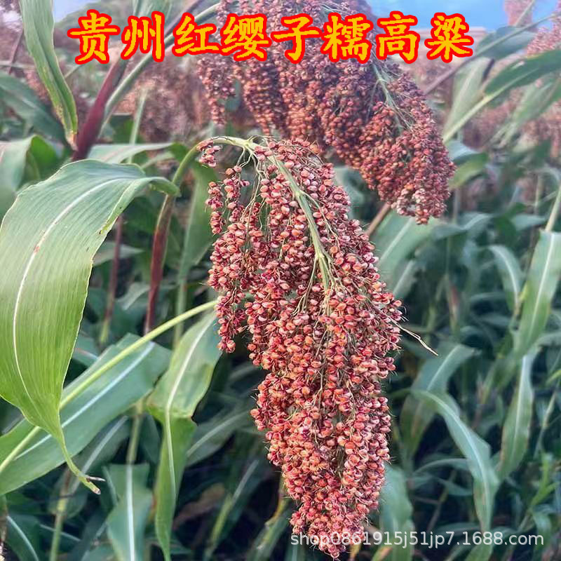 贵州红缨子糯高粱新高粱米红高梁脱皮高粱纯糯高粱酿酒用脱壳高粱