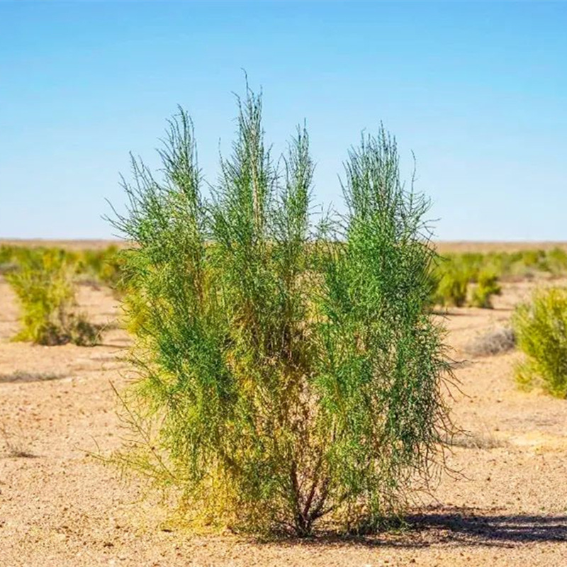 梭梭树种子野生肉苁蓉寄生树蚂蚁森林抗沙防风树梭梭护坡绿化种籽