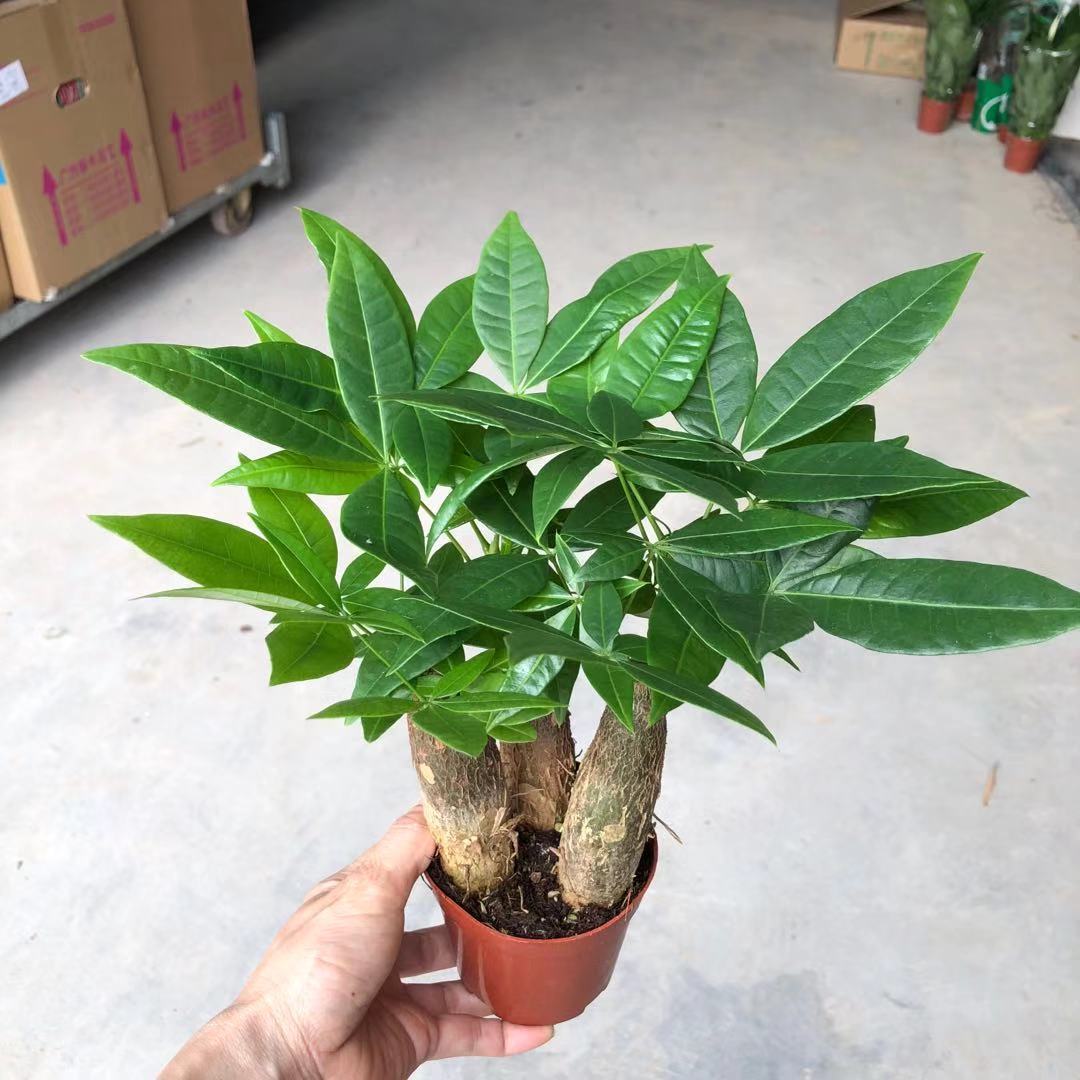 【基地批发】三株发财树(90)观叶植物小盆栽花卉发财树