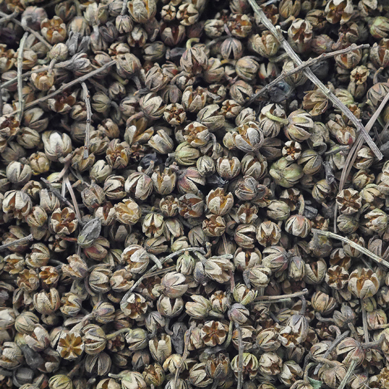 马醉木杜鹃种子花色白色新叶红色云南高山杜鹃种子净种当年新采