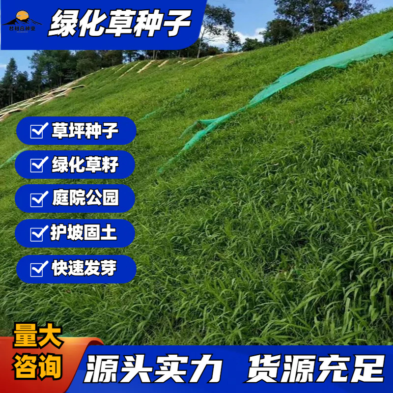 草坪种子批发护坡绿化草籽固土四季常青高羊茅黑麦草狗牙根草种籽