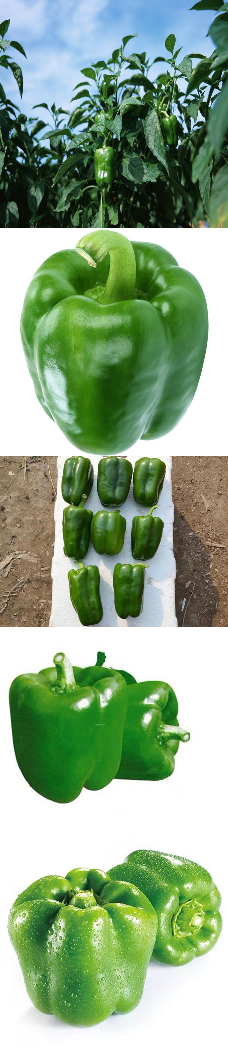 山东特产 农家自种圆椒新鲜蔬菜圆辣椒灯笼椒甜椒 太空椒不辣圆椒