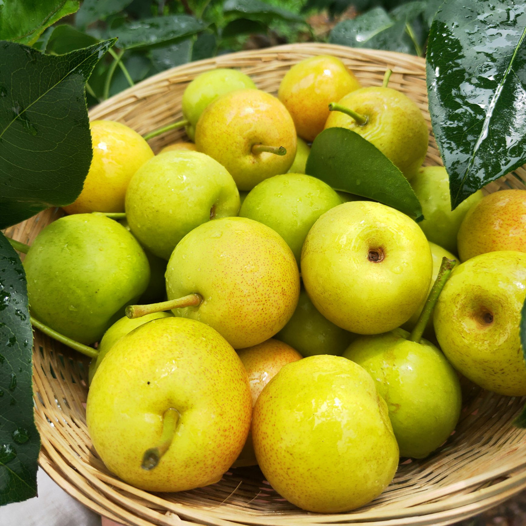 【四川梨子】-四川梨子厂家,品牌,图片,热帖-阿里巴巴