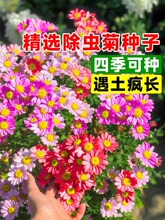 除虫菊花种籽子混色驱蚊植物盆栽花种四季播开花庭院阳台花卉种孑