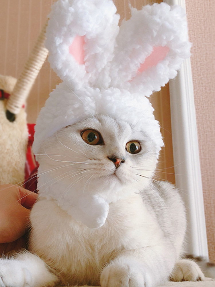 猫咪帽子猫头套小猫幼猫宠物头饰可爱搞怪搞笑装扮小草帽生日帽子