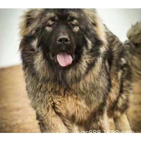 出售纯种高加索牧羊犬幼犬活体狗狗小狗活狗幼犬大型高加索工作犬