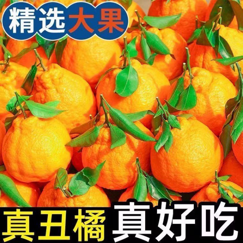 丑橘不知火四川新鲜水果10斤整箱应季丑八怪粑粑柑橘耙耙桔子跨境