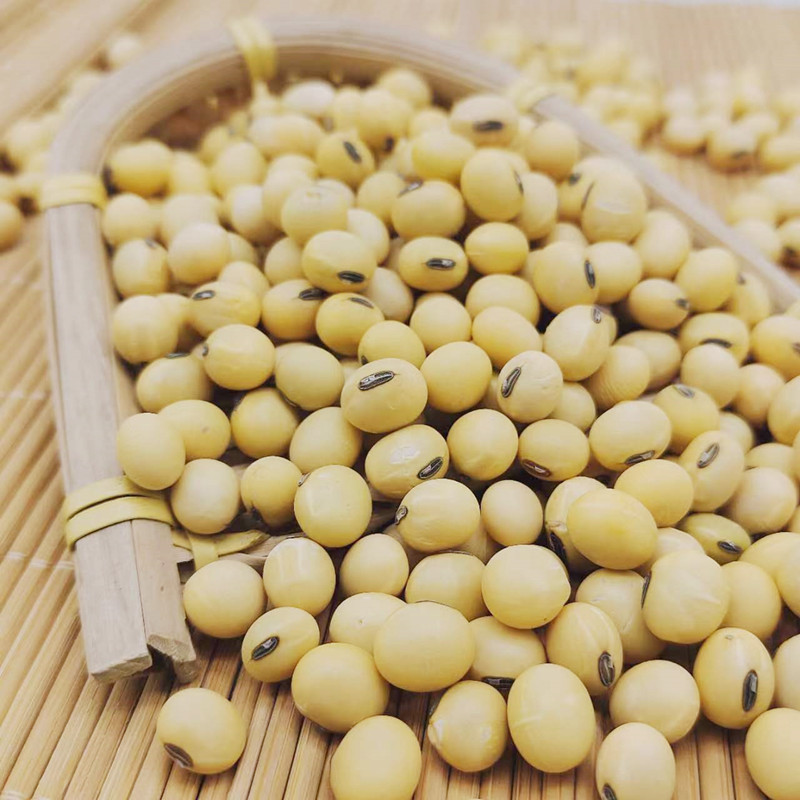 今年新货老品种大黄豆5斤 苏北黑脐王大黄豆椭圆形豆浆豆-阿里巴巴