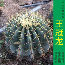 宽刺王凌波 实生王凌波 仙人球 阳台绿植 沙漠绿植 直播可挑_阿里巴巴