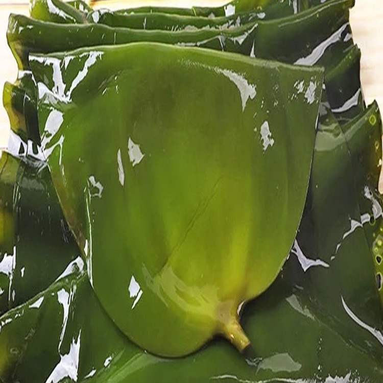 新货鲜嫩海带整张大片5斤新鲜盐渍海带海带包饭凉菜凉拌做饭包