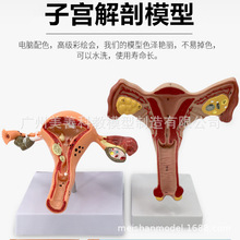 女性子宫模型 卵巢模型 女性阴道 女性内生殖解剖模型 妇科培训