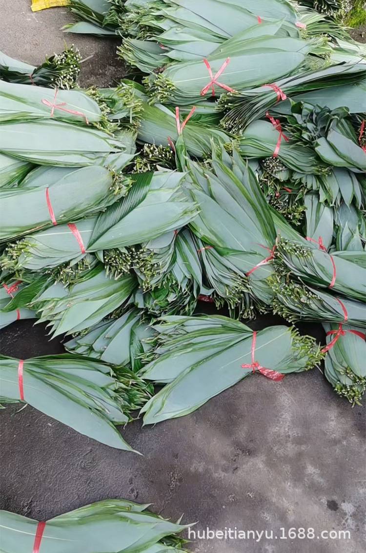 湖北保鲜粽叶粽子叶香源箬叶箬竹叶大号鲜粽叶真空装整箱棕叶批发