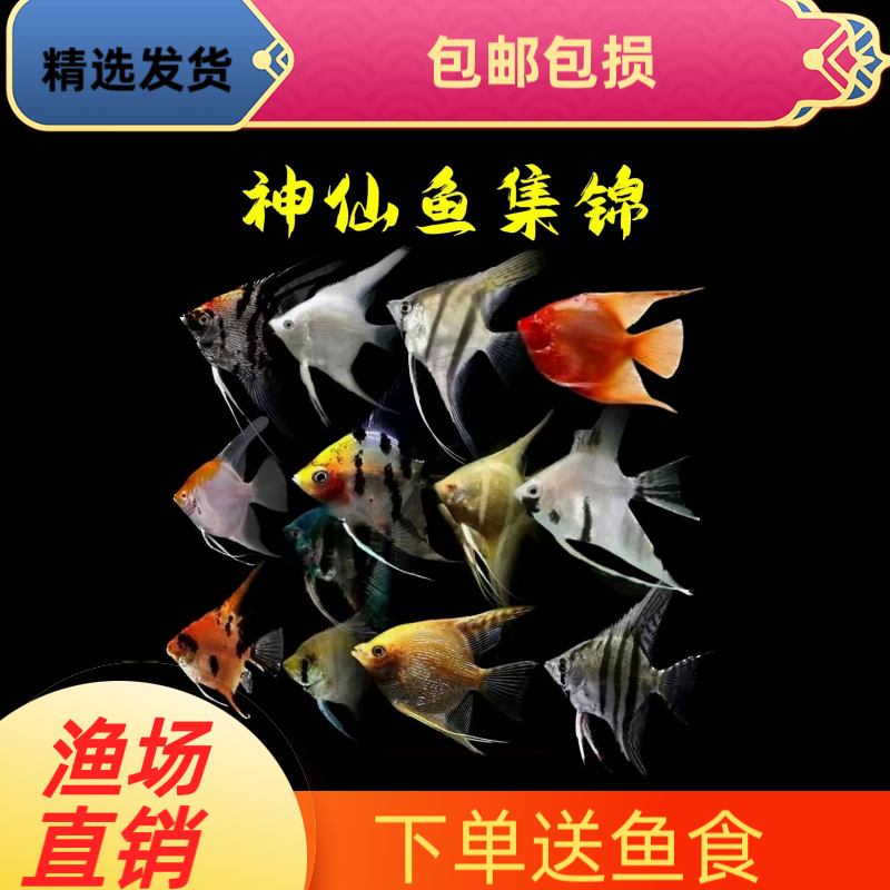七彩神仙鱼小型秘鲁蓝魔熊猫热带鱼观赏鱼白神仙红头三色燕鱼活体