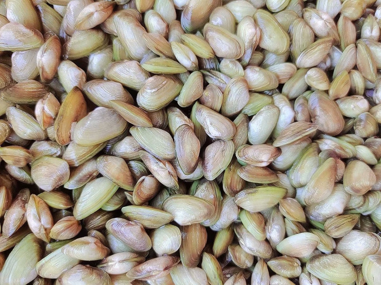 鲜活海鲜贝类新鲜青瓜子海瓜子海沙子小蛤蜊海捕海瓜子连云港特产