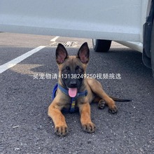 纯种马犬活体爆红比利时马犬幼犬宠物狗狗警犬狼狗看家护卫大型犬