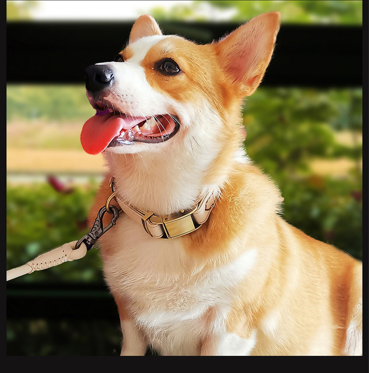 0cm宽 中小型犬狗脖套狗脖圈贵宾亚马逊热销款