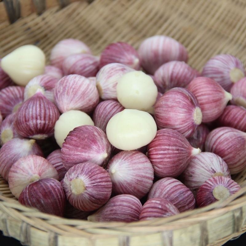 大蒜头现挖云南紫皮独蒜独蒜批发菜新鲜蔬菜腊八蒜干蒜跨境速卖通