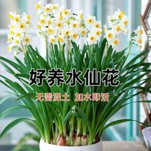 水仙花种球水培土培花卉室内阳台桌面洋水仙冬季水养的花盆栽植物