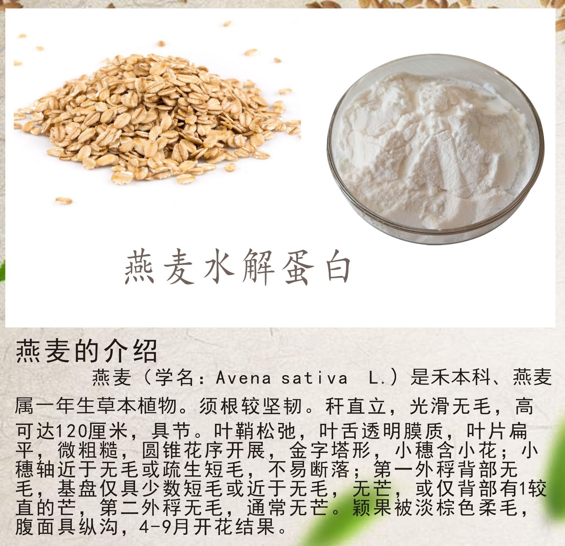 燕麦水解蛋白 98% 燕麦提取物 水解燕麦蛋白 燕麦蛋白粉 燕麦粉