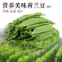 荷兰豆种子 法国大荚型 菜豌豆 豆中之王 菜中之肉 嫩荚型春