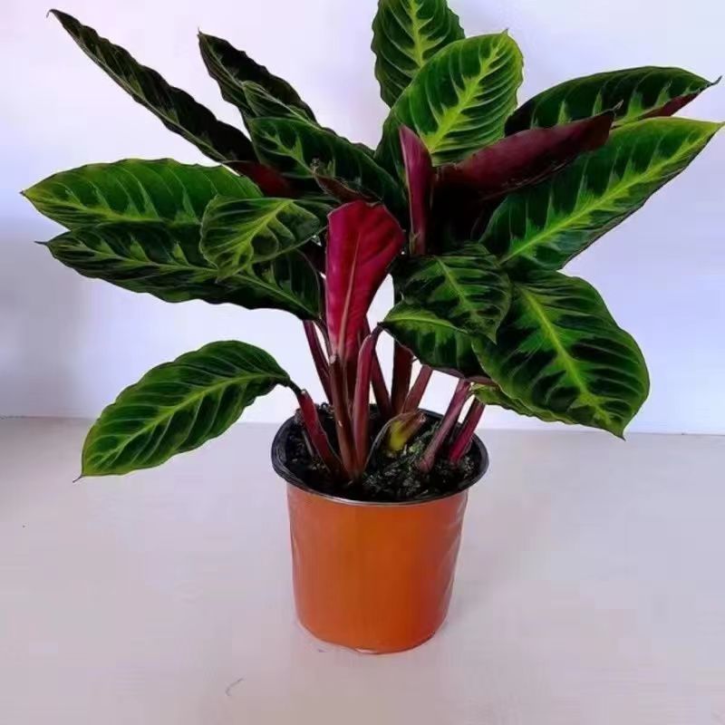 紫背天鹅绒竹芋绿植网红观叶植物好养斑马绒吸甲醛办公室客厅盆栽