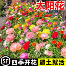 太阳花种孑重瓣花种籽四季开花格桑花花籽百日草庭院种植易活种子