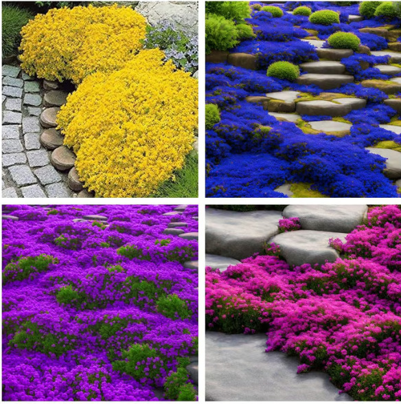 紫色匍匐百里香种子跨境电铺地百里香种子欧洲百里香种子盆栽植物