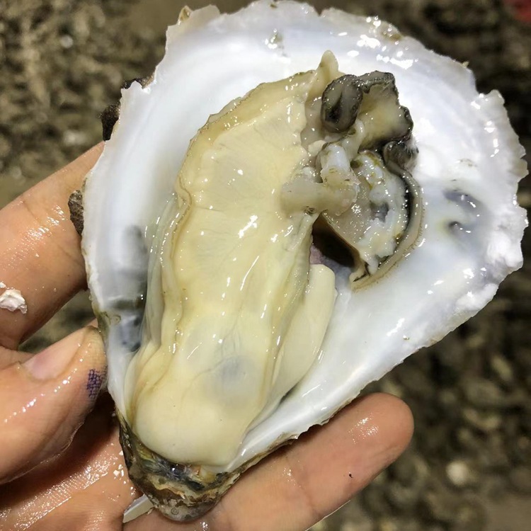 湛江官渡生蚝带壳