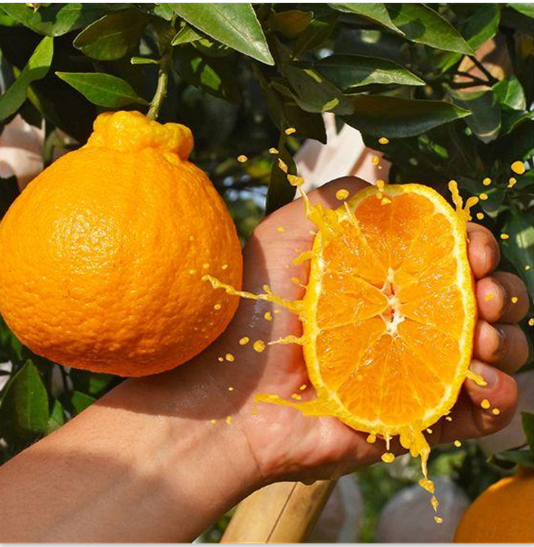 丑橘不知火四川眉山丑橘不知火丑八怪橘子丹棱不知火丑橘新鲜采摘