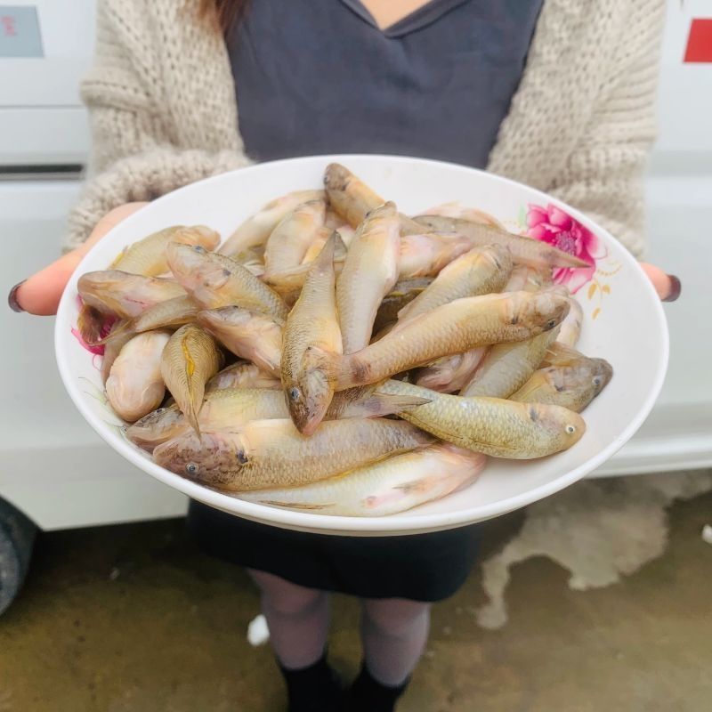 鲜活速冻新鲜山坑鱼河鱼小石鱼自然水域生态小毛鱼袋装500g