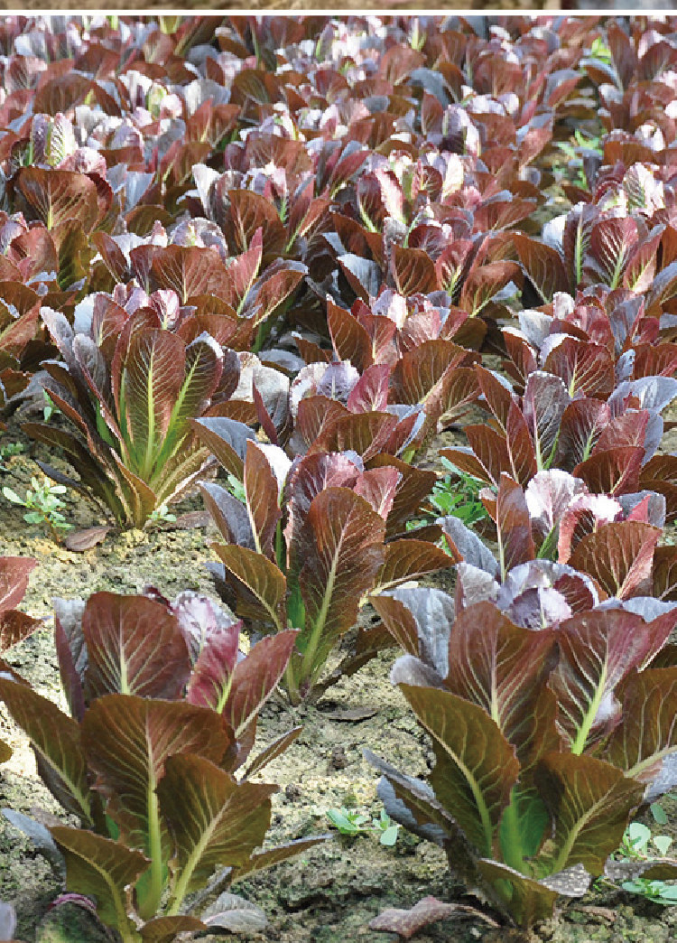 华煜奶油紫孔雀生菜种子紫妃沙拉汉斯丫丫红生菜种籽紫生菜籽批发