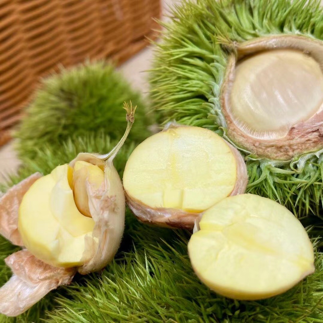 『毛球板栗』2022毛球嫩板栗刺球油栗新鲜板栗生鲜带刺壳送手套