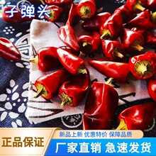 产地货源贵州子弹头干辣椒500g中辣特香火锅底料麻辣香锅量大从优