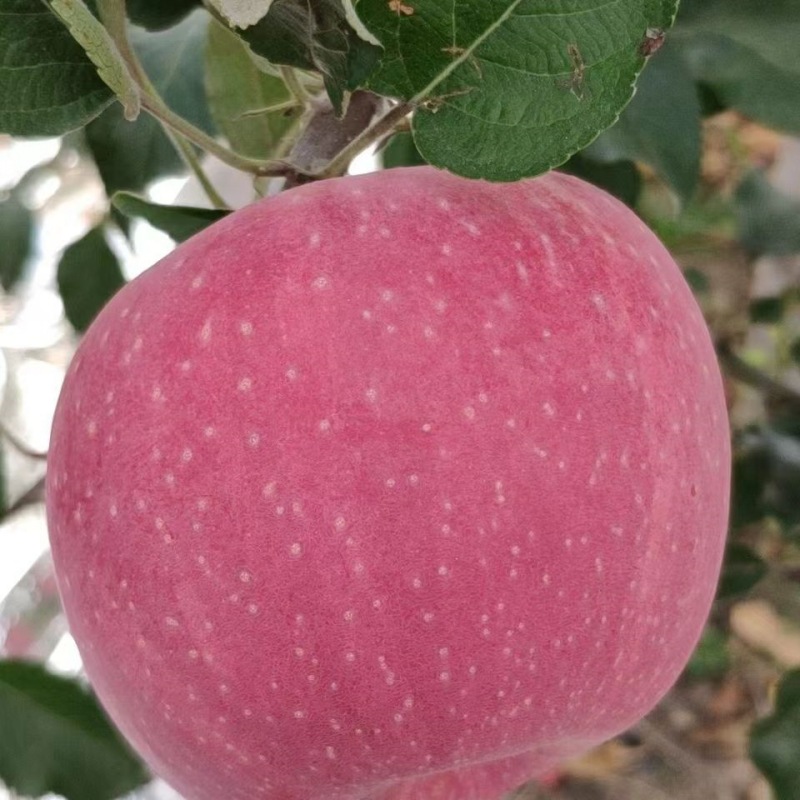 【昊宏鲜果】红富士苹果新鲜水果脆甜苹果【一件代发包邮】-阿里巴巴