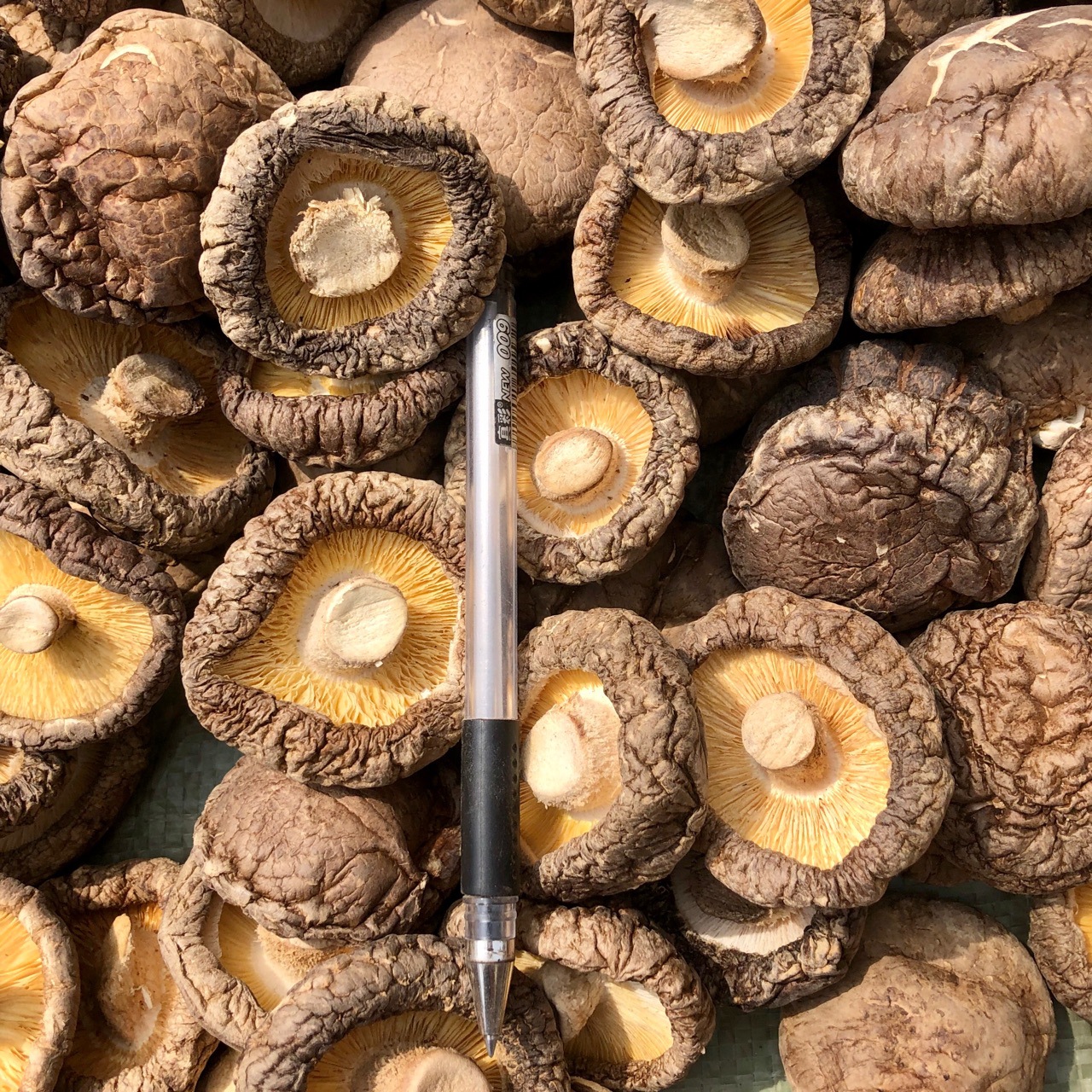 大香菇干货蘑菇河南香菇食用菌肉厚冬菇农产品500g批发常年供应