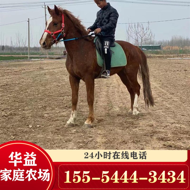 宠物矮马 哪有旅游用马 婚庆用马 骑乘马 生态园矮马 乘骑马-阿里巴巴