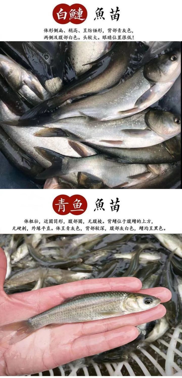 正宗中科五号鲫鱼工程鲫大草鱼鲤鱼红鲤鱼花鲢白鲢苗淡水养殖包活