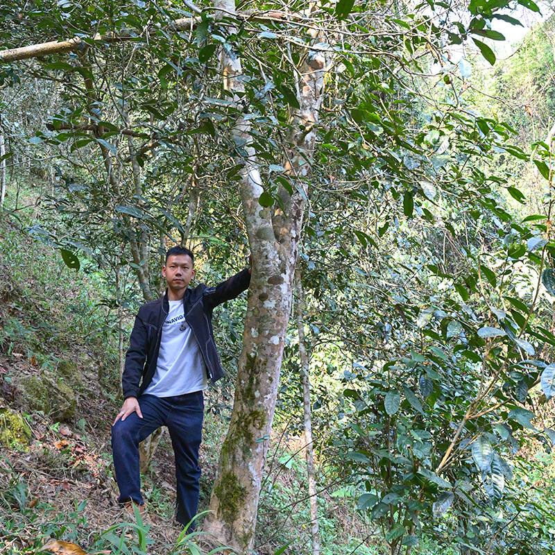 易武火箭山高杆单株品质比肩各大一线高杆【预售价9000元/公斤】