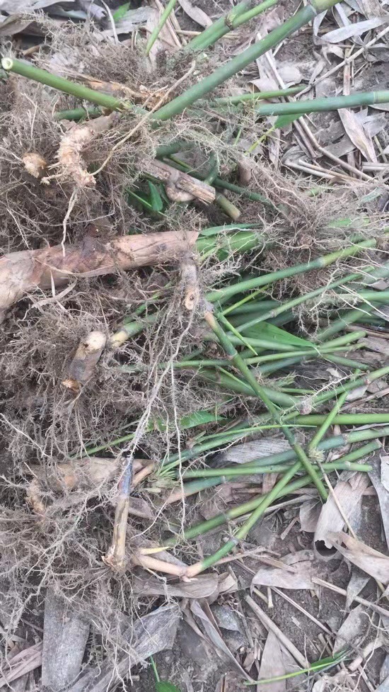 批发麻竹苗 新鲜竹笋苗竹笋苗竹子苗甜竹笋头粽叶苗非楠竹观赏竹