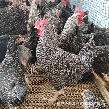 现货产蛋芦花鸡一斤左右纯种脱温芦花鸡苗活鸡下绿皮鸡蛋正宗芦花
