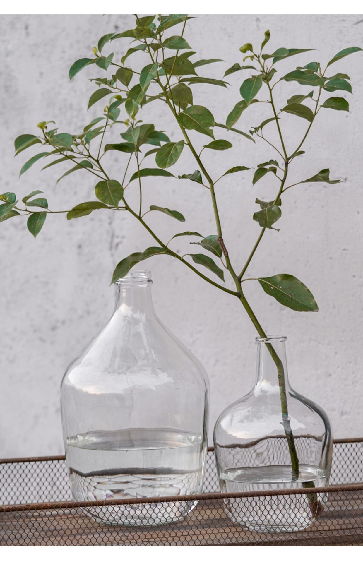 马醉木吊钟大肚花瓶透明玻璃小口北欧客厅插花摆件水培水养大花瓶