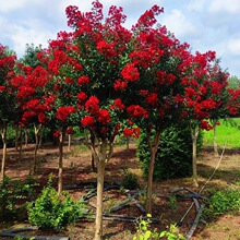 庭院紫薇树苗红火箭花苗天鹅绒老桩美国耐寒红火球百日红盆栽绿化