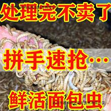 面包虫 活体 黄粉虫活虫 鹦鹉鱼 乌龟 金龙 鱼画眉鸟石蛙饲料包邮