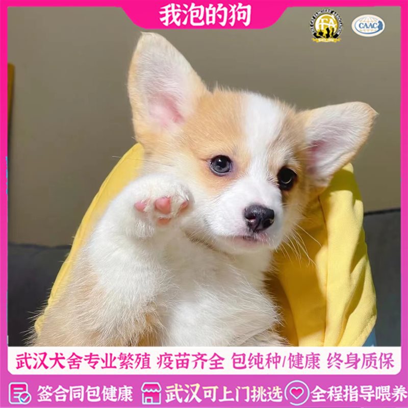 武汉犬舍出售纯种柯基幼犬双色柯基三色柯基小型犬比熊泰迪宠物狗