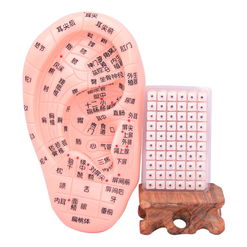 王不留行籽耳穴贴单粒弹簧探穴笔耳穴贴用镊子耳朵模型穴位按摩